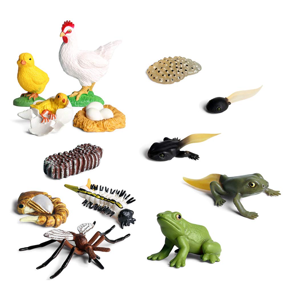 Buy EOIVSH Life Cycle Animal Figures Toy, Plastic Realistic Animal