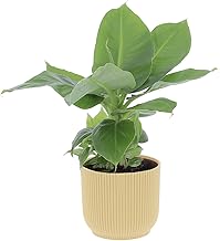 KENTIS - Musa Acuminata Dwarf Cavendish - Real Banana Plant - Height 35-45 cm and Pot Ø 13 cm