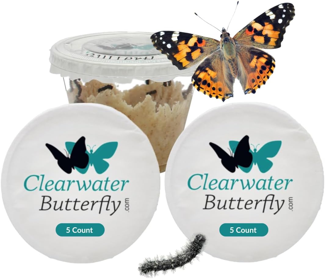 Clearwater Butterfly Painted Lady Butterflies - 10 Live Caterpillars to Butterflies - Caterpillars for Butterfly Kit - Mesh Cage Not Included - STEM Learning Live Butterfly Kit - 10 Count