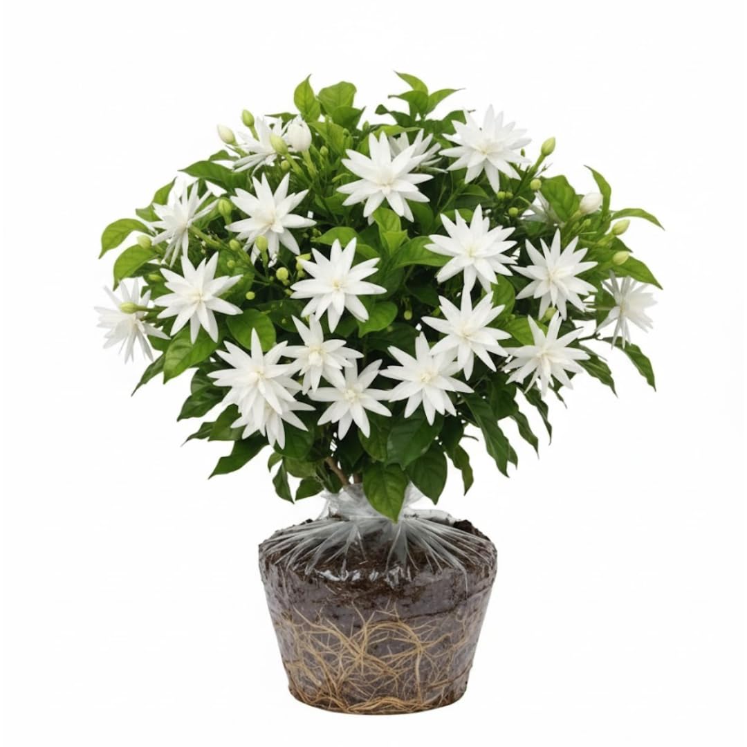 Amazon.com : 2 Jasmine Plants Live, Jasmine Flower Plant Indoors