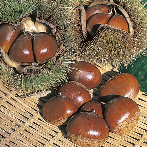 2022年発芽の栗の苗木10本/大粒/幼木/植木/庭木/盆栽/筑波/利平/銀寄