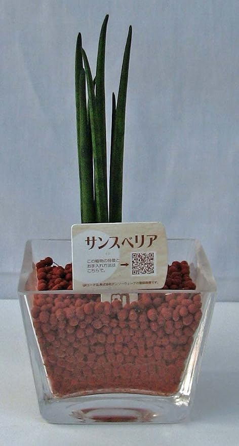 Amazon ハイドロカルチャー サンスベリア 観葉植物 オンライン通販