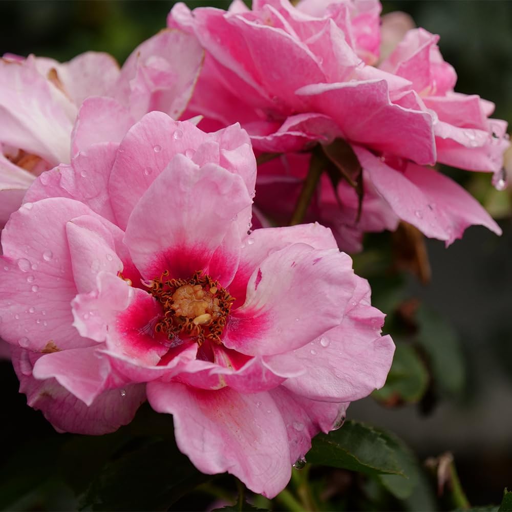 Proven Winners 2 Gal. Ringo Double Pink Rose Shrub