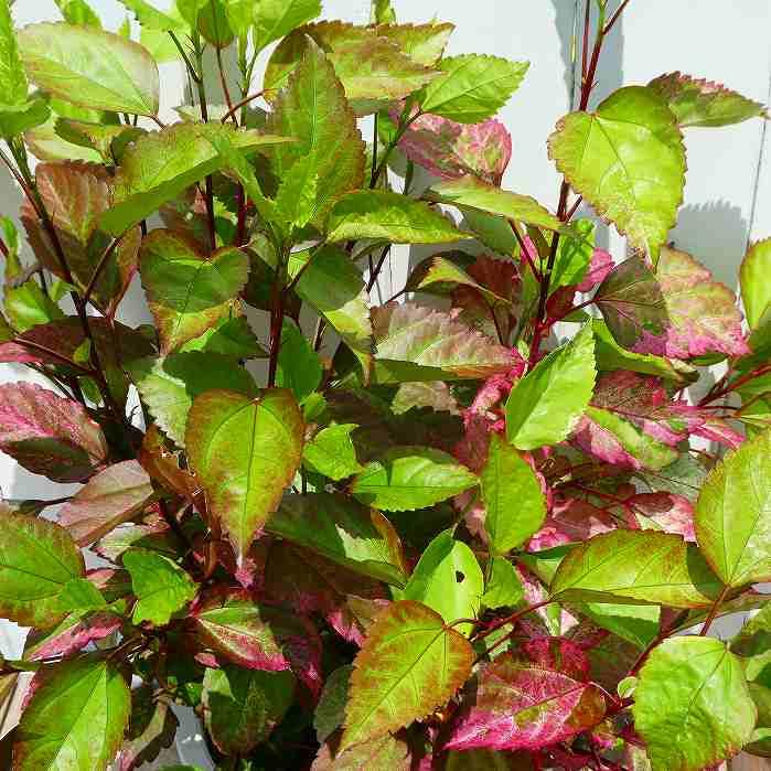 Amazon.co.jp: ハイビスカス フラムルージュ 赤葉種 斑入り 6号 小輪