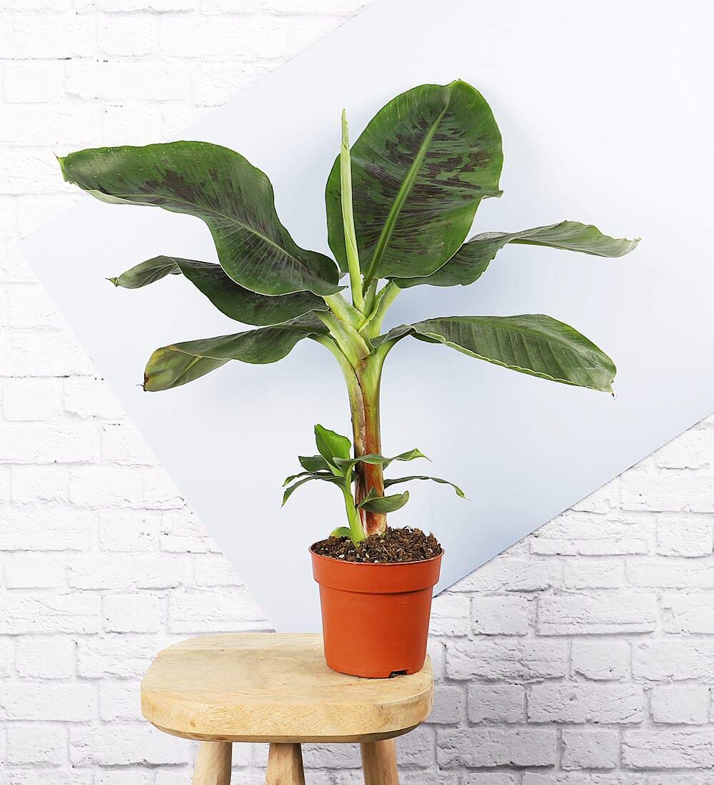 See full amazon price history chart for Aiden Gardens Rare Tissue Culture Banana Plant Dwarf Cavendish Banana 2 Helathy Live Plant Aiden Gardens Rare Tissue Culture Banana Plant Dwarf Cavendish Banana 2 Helathy Live Plant (B08L9FDGFD) Amazon Price History, Amazon Price Tracker
