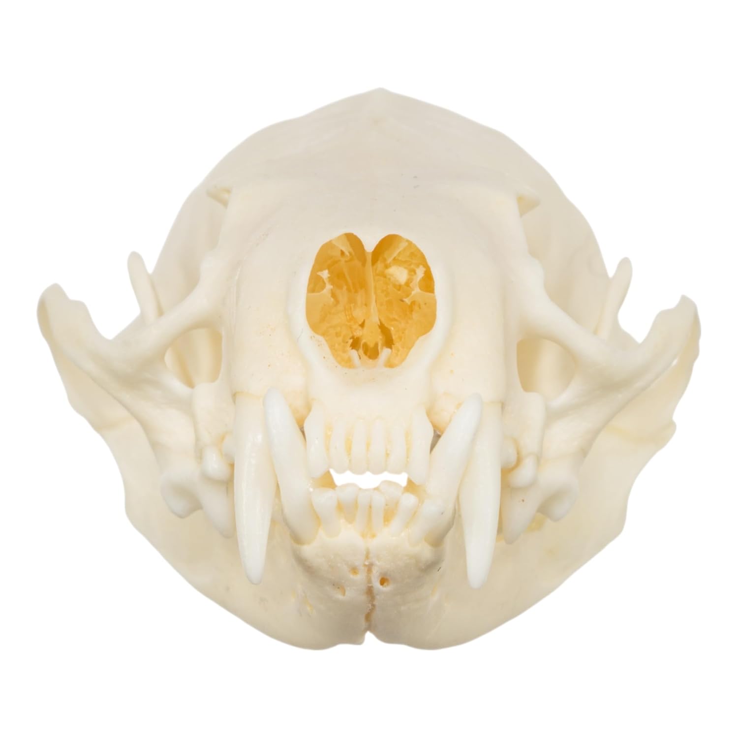 Skulls Unlimited Real Small Animal Skull Specimens - Educational Osteology Display – Multiple Species Available Skulls Unlimited Real Mink Skull – Small Mammal Osteology Specimen