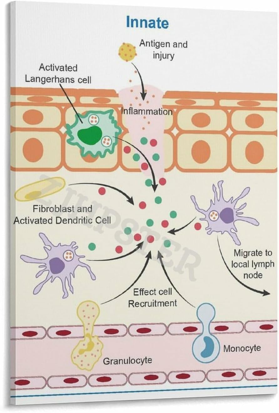 Innate Immune Response Process Poster Biology Classroom Decor Wall Art Canvas Painting for Living Room Bedroom Decor 12x18inch(30x45cm) Frame-style