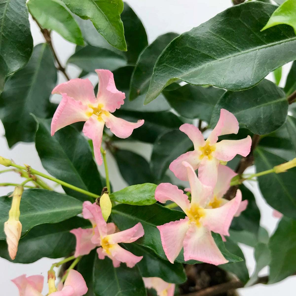 Bloomique - Lot de 2 - Trachelospermum jasminoides - Jasmin étoilé rose - Plantes grimpantes - Plantes de jardin - Persistantes - Rustiques - Hauteur 50-70 cm - Pot 15 cm