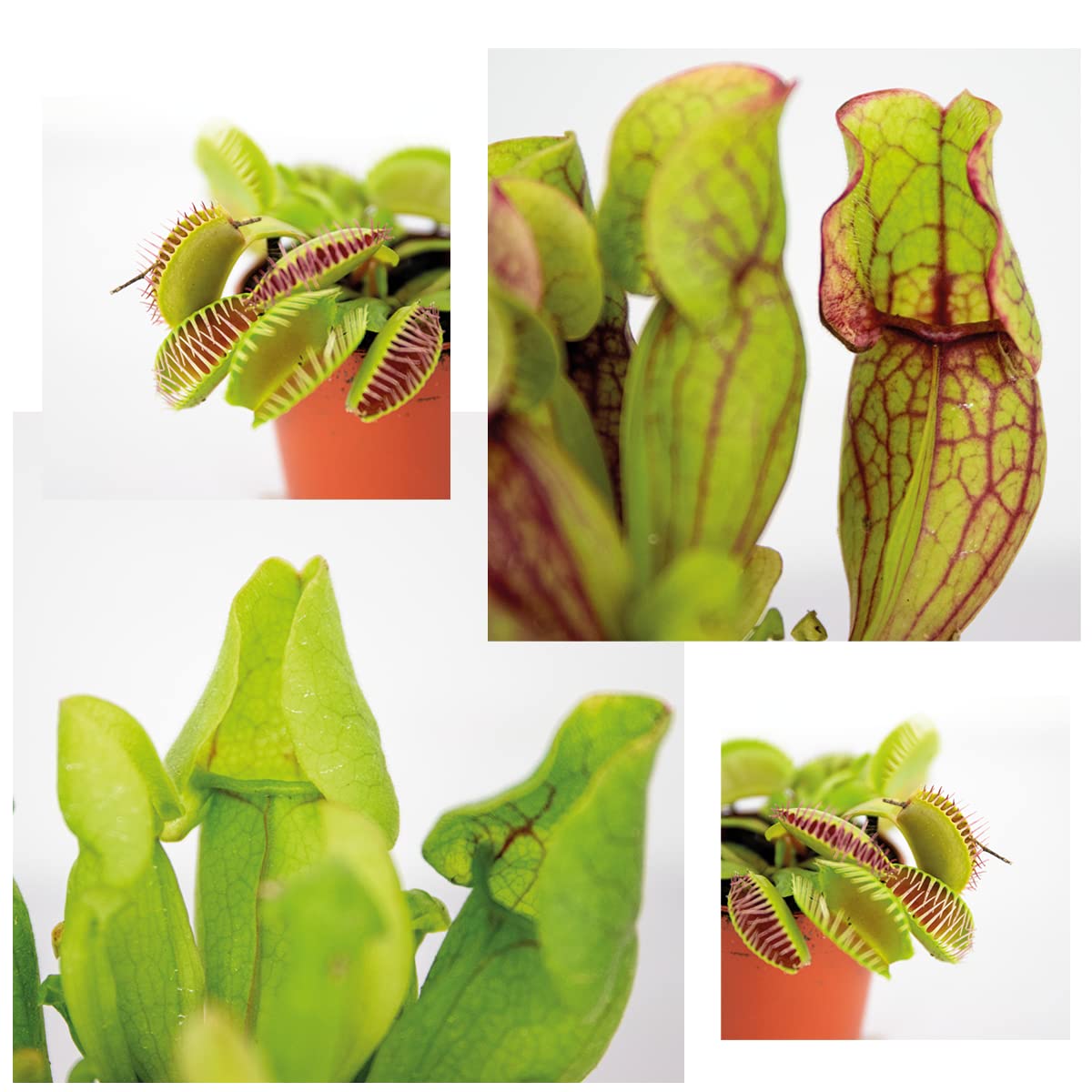 Kalapanta Terreau Spécial Plantes Carnivores 2L - Substrat Bio Avec Tourbe Acide Et Perlite - Pour Drosera, Sarracenia, Nepenthes