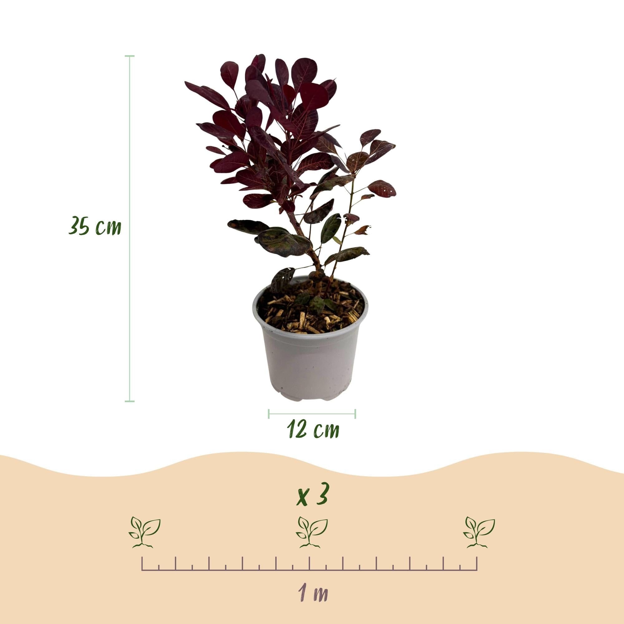 Cotinus coggygria Lilla – 3 rośliny – 12 cm – wysokość ok. 35 cm – liściasta peruka z fioletowymi letnimi kwiatami i fioletowymi liśćmi – łatwa w pielęgnacji, na grządkę, taras i balkon