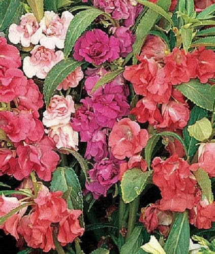 Balsamina Balsam Mixed Impatiens Touch Me Not jocad (100 Semillas)