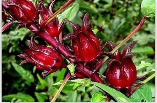 Miniatura 3 de Más de 120 semillas de roselle rojo (Hibiscus sabdariffa) - Hoja agria asiática - Se envía desde Diáspora NJ, EE. UU. HOA pero giam Hibiscus