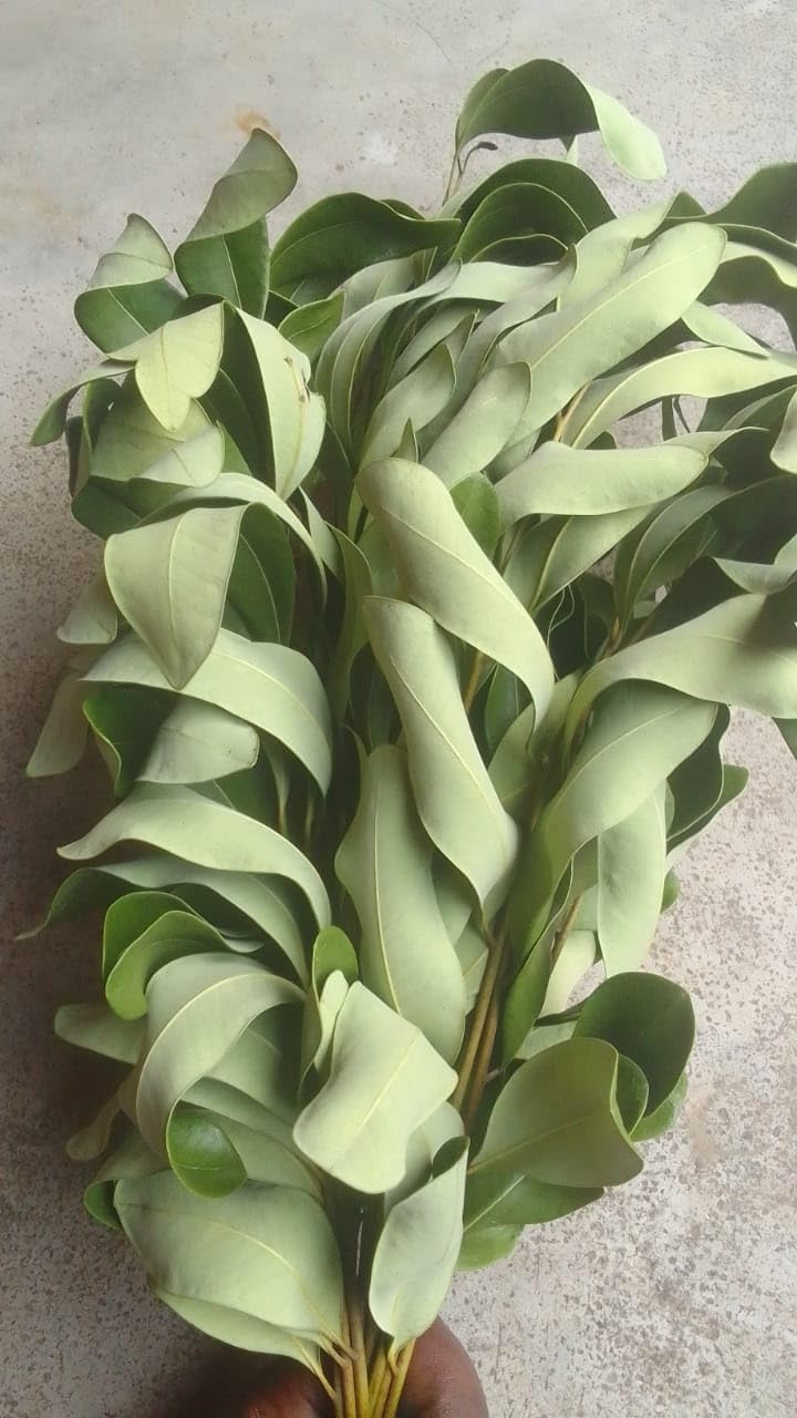 Laxmi Taru Paradise Tree Simarouba Leaves 500 pic fully dry leaves (B0CWNCZJKW) Amazon Price History, Amazon Price Tracker