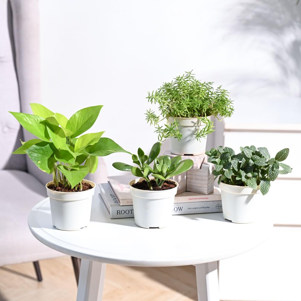 UGAOO Combo of 4 Indoor Live Plants for Home Decor with Pot - Crassula Ovata,Golden Money Plant,Fittonia Green,Sedum Golden (B0BNL5NW45) Amazon Price History, Amazon Price Tracker