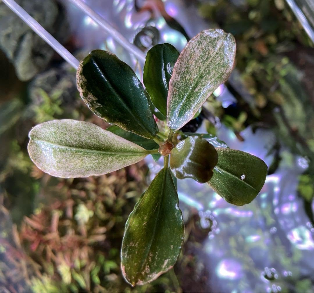 Amazon.co.jp: Bucephalandra sp.ピンクバリエガーター 斑入り 完全