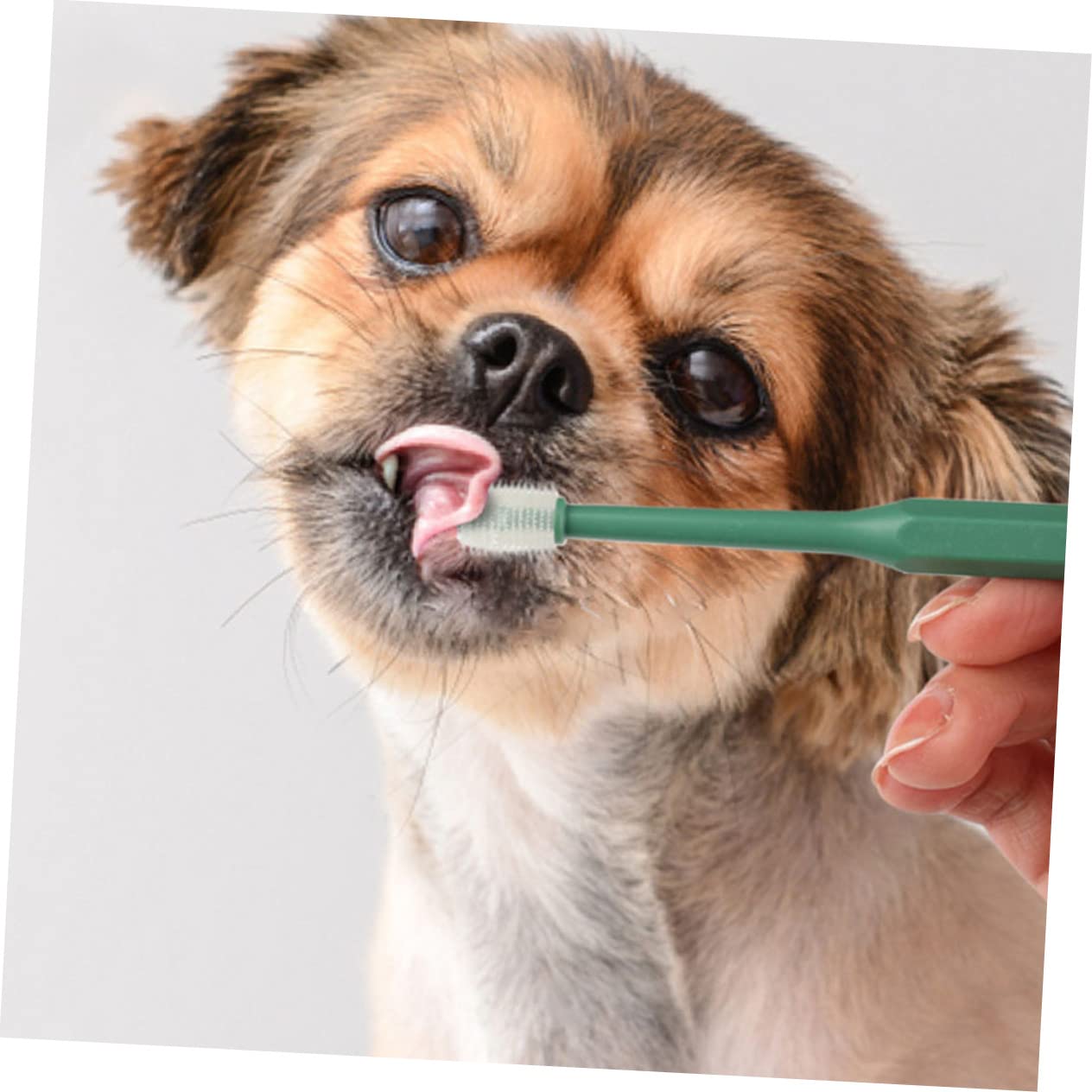 Angoily 12pezzi Spazzolini Da Denti Per Animali Domestici Plastica Per Pulizia Orale Di Cani e Gatti Manico Ergonomico e Antiscivolo Setole Morbide Per Gengive Delicate