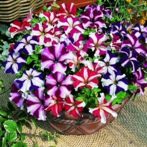 100 STAR MIX PETUNIA Colori misti Pétunia Violacea Graines de fleurs Rouge Bleu Violet