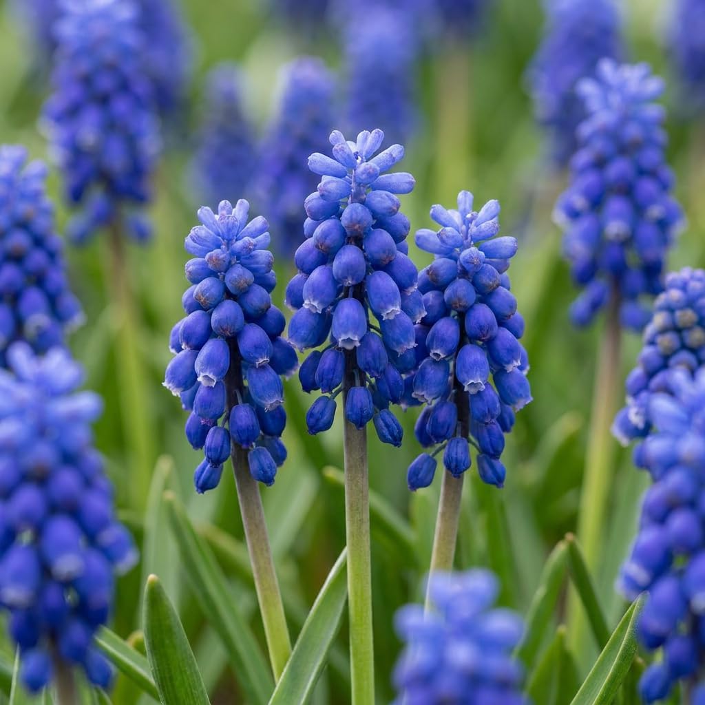 Green boutiQ - 200x Muscari Armeniacum - Jacinthe à grappes d'Arménie - Bleu - Bulbe naturalisant - Calibre 8/9