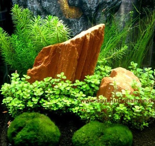 Nano XII Set Aquarium 15-25 l Pflanzen, Kies, Deko