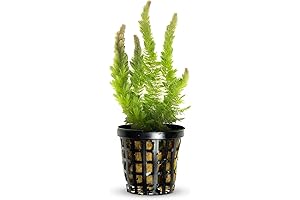 Hornwort Live Aquarium Plant: Thrive in Your Beginner Freshwater Tank