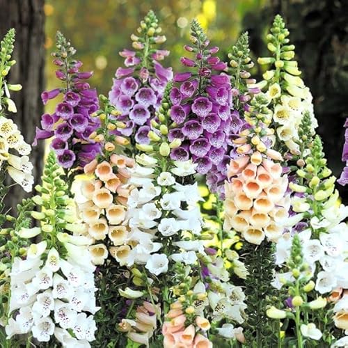 花苗 ジギタリス エレガントミックス (無選別) 4株 / 23年秋商品 国華園