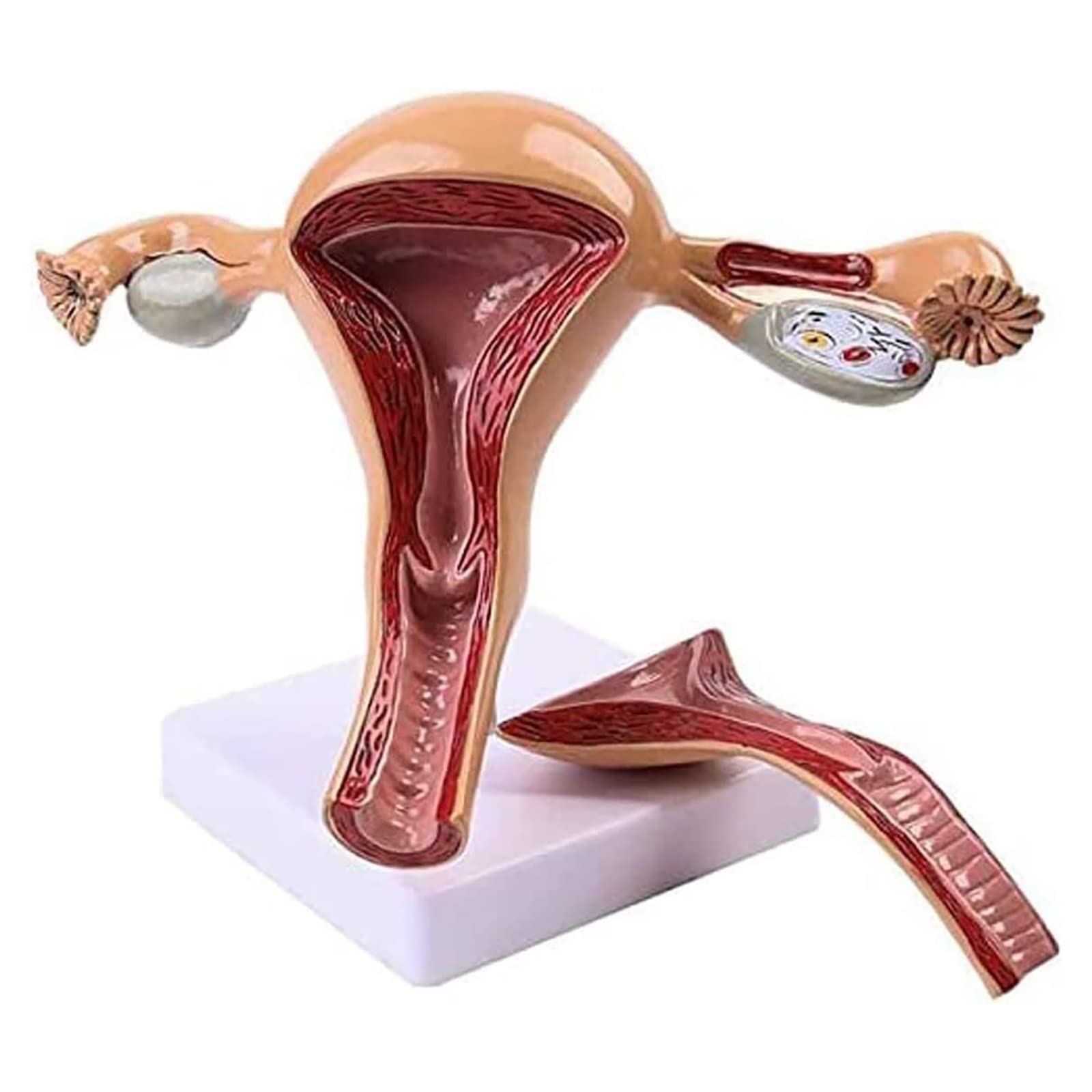 Iksvmsis Women's Human Uterus And Ovary Model, Uterus And Organ Model, Normal Ovary Uterus Anatomical Model, Simulation Uterus Reproductive Anatomy Model For Medical Teaching