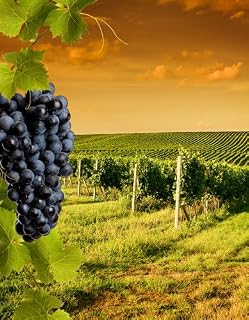 Tuscany Vineyard Premium Fragrance Oil, 4 Oz. Bottle