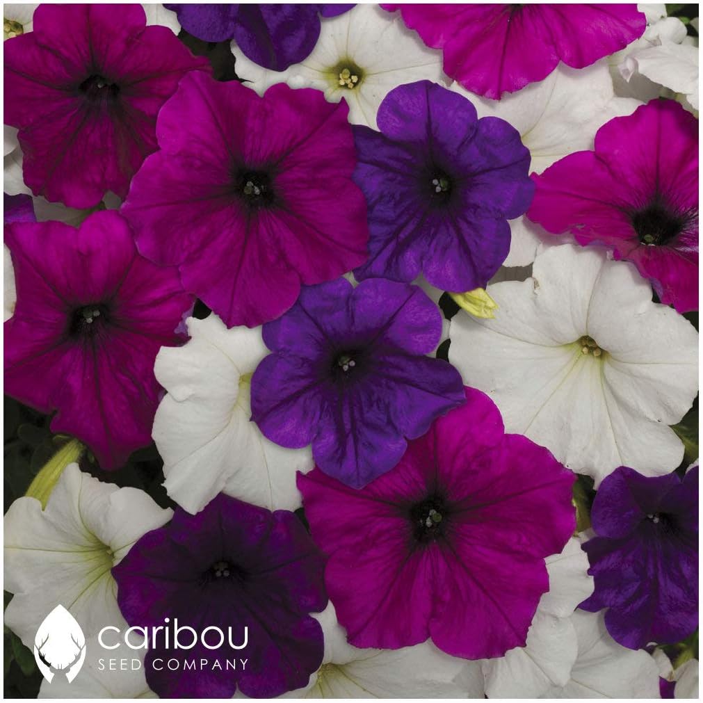 Caribou Seed Company: Easy Wave Petunia 'Great Lakes Mix' Seeds - Trailing Variety, Spreads to 3 Feet (10 Seeds)