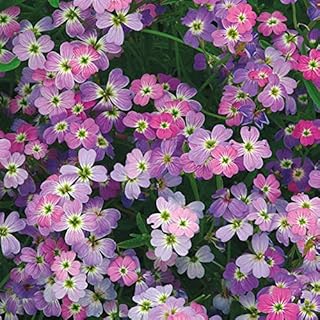 50Pcs Stocks Night Scented Matthiola Mix Flower (PKD) Seeds- Virginia Stock Seeds-MATTHIOLA BICORNIS /(FL115)