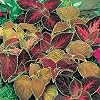 Coleus Flame Dancers (Solenostemon Scutellarioides) 100 Seeds