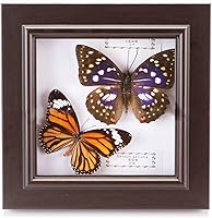 Vista 9 de 2 piezas enmarcadas de mariposa real, espécimenes de mariposa de taxidermia en marco, colección de insectos, decoración de escritorio para el hogar