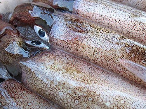 Amazon 子持ち ヤリイカ40尾位で4kg お刺身用 活または活冷凍 Asksanin 鮮魚 通販