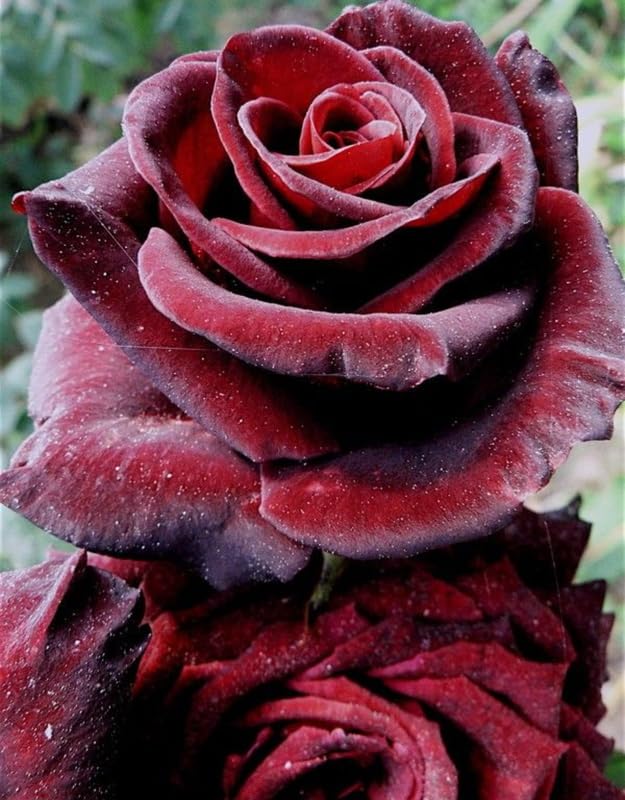 Amazon.com : Black Rose Live Plant, Black Velvet Climbing Rose