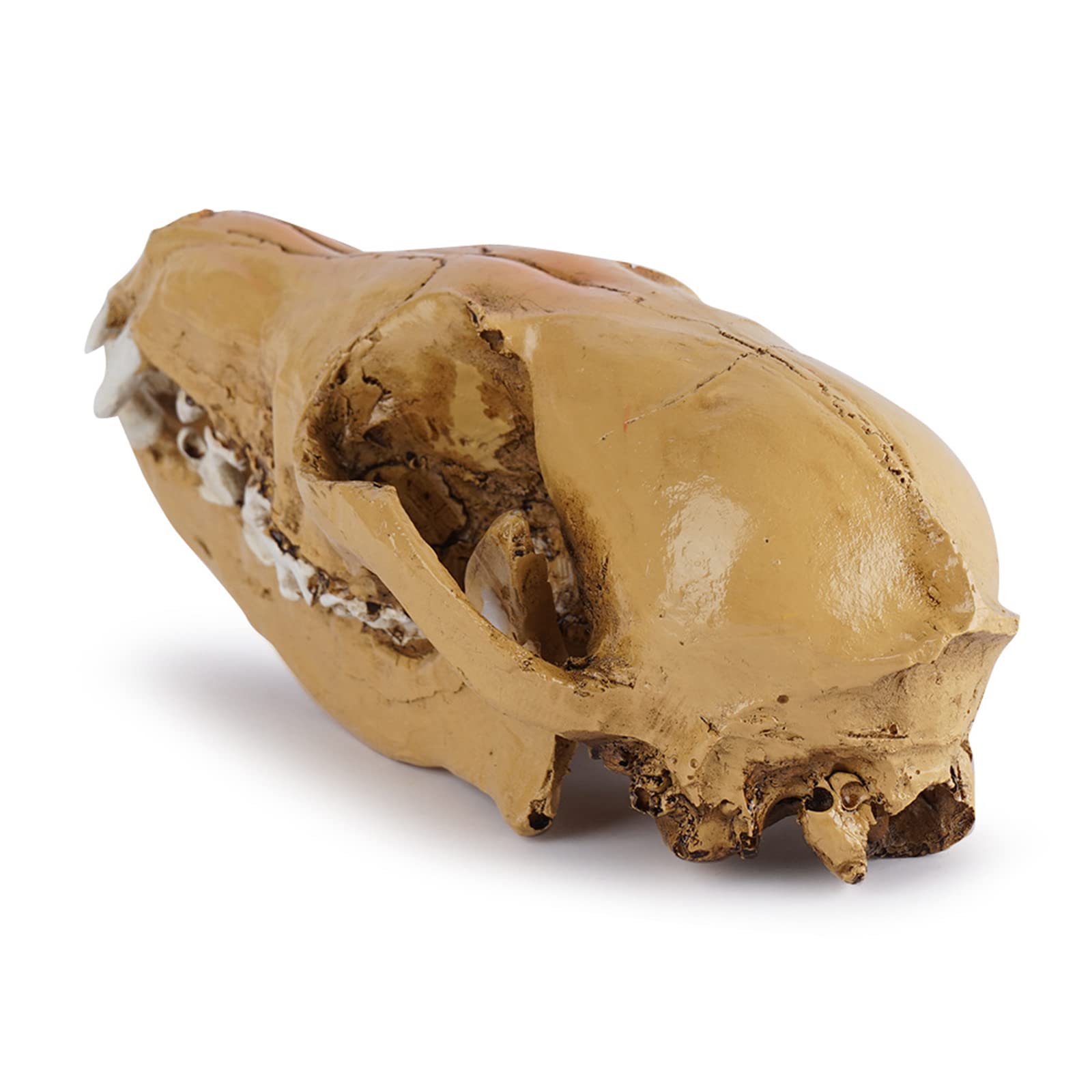 Modelo de calavera de zorro de resina, réplica de cráneo de zorro de zorro salvaje de tamaño natural para accesorios de Halloween, enseñanza de la ciencia