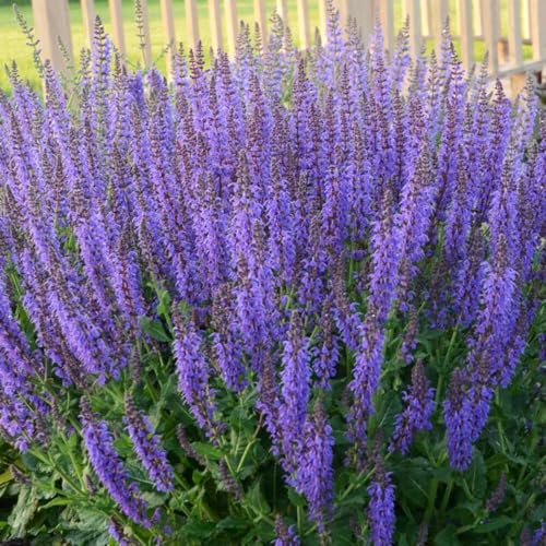 Perennial Farm Marketplace (Sage) Perennial, Size-#1 Container Salvia n. 'May Night, Indigo-Purple Spikes Perennial Farm Marketplace (Sage) Perennial, Size-#1 Container Salvia n. 'May Night, Indigo-Purple Spikes