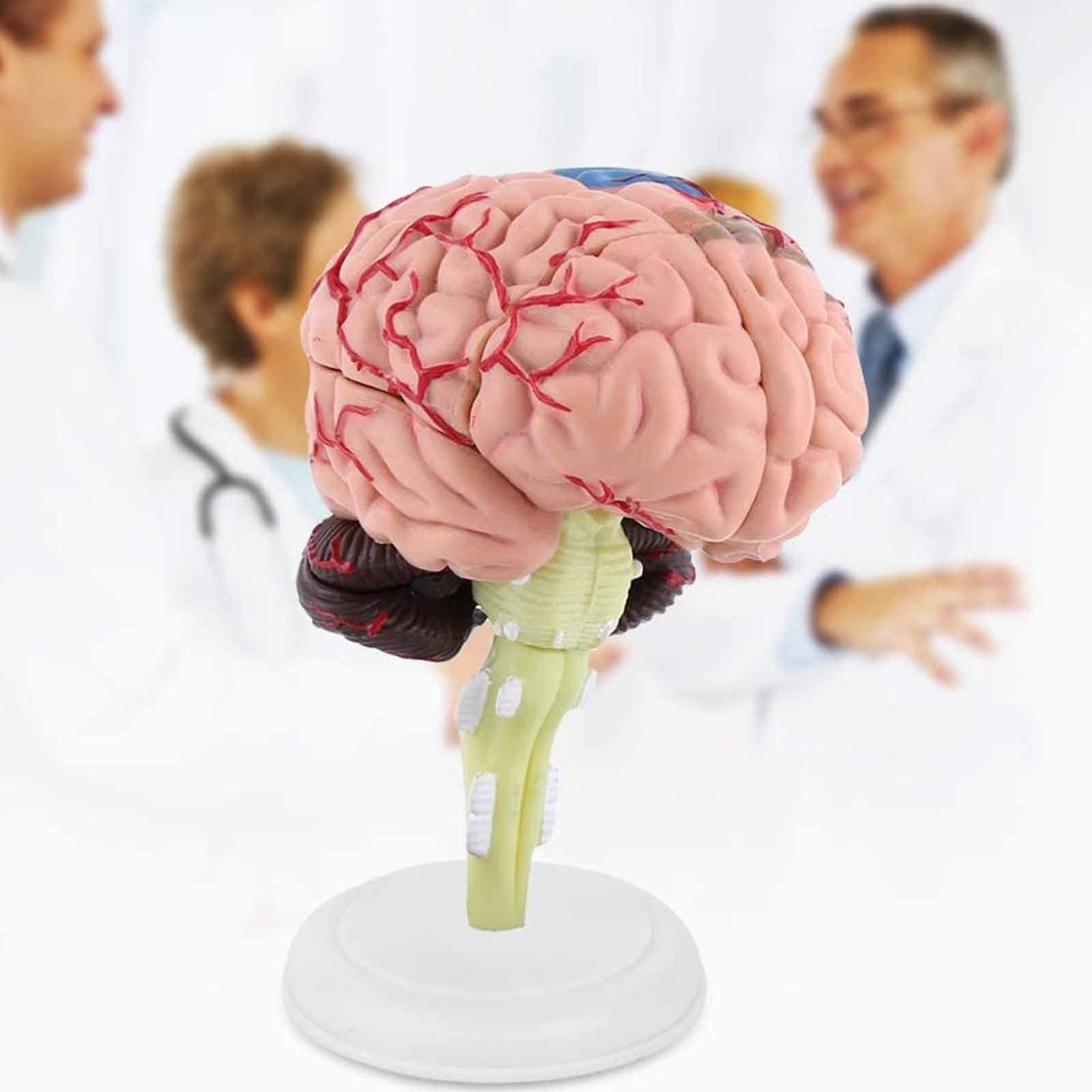 Buy Plastic Precision 4D Human Brain Model, Detachable Lightweight