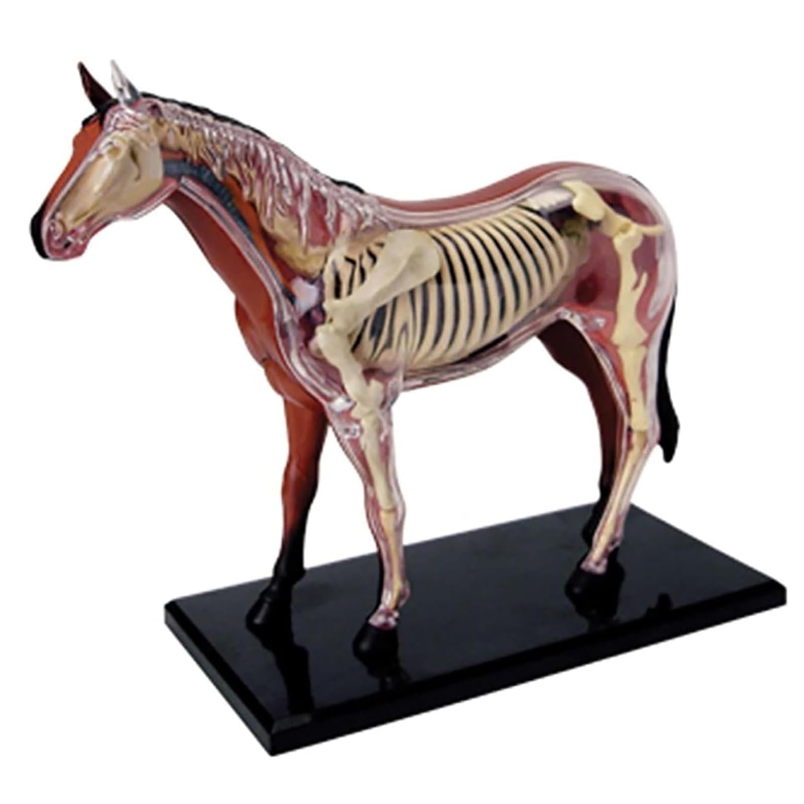 Modelo de Anatomía de Caballo Desmontable 4D, Modelo de Esqueleto de Animal Desarmable de 26 Partes para Enseñanza y Entrenamiento en Clínica Veterinaria