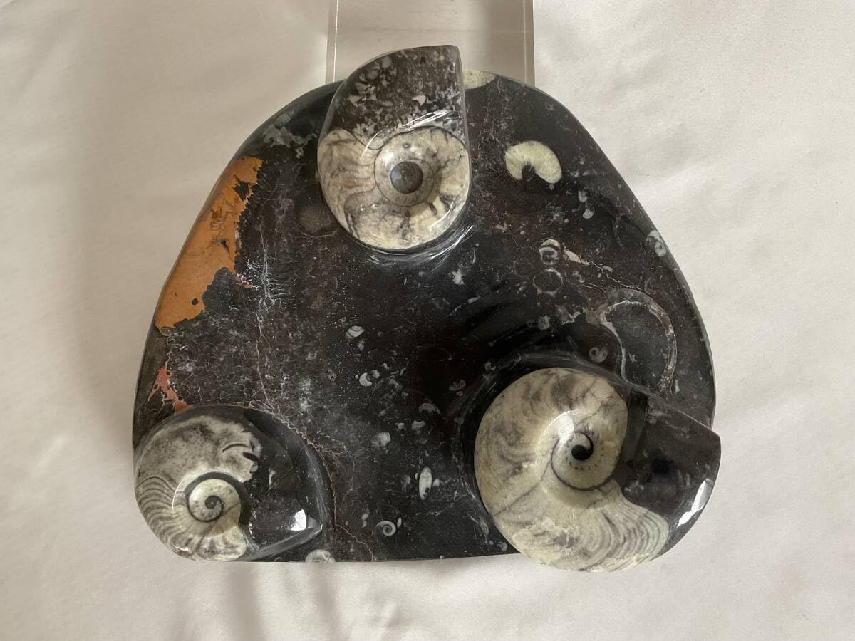 日本産 化石入り大理石(の切れ端)25個セット 日本産 化石入り大理石(の