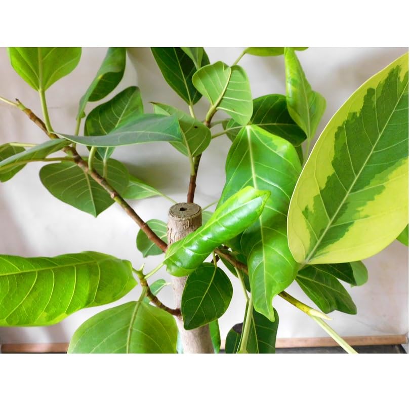 Amazon｜観葉植物 ゴムの木 フィカス アルテーシマ 7号｜観葉植物