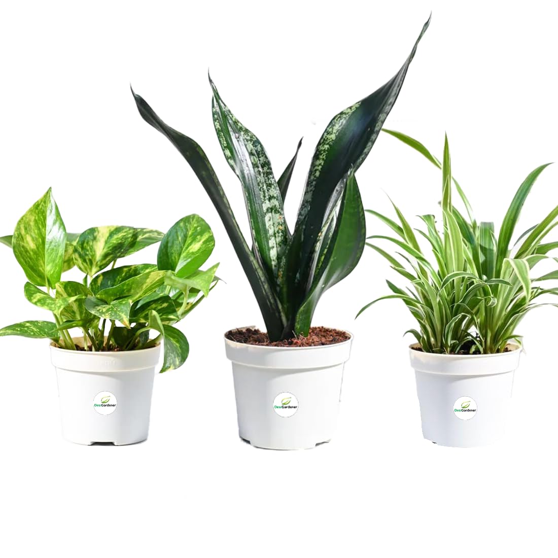 Lalthra Hanging Grass Plant - Easy Indoor Outdoor Decor -10