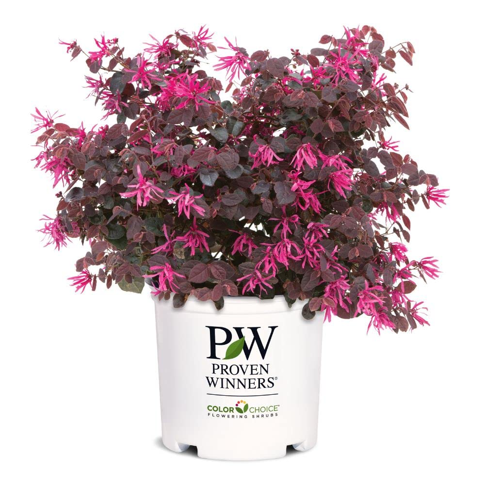 Proven Winners 2 Gal. Jazz Hands Pink Loropetalum Shrub