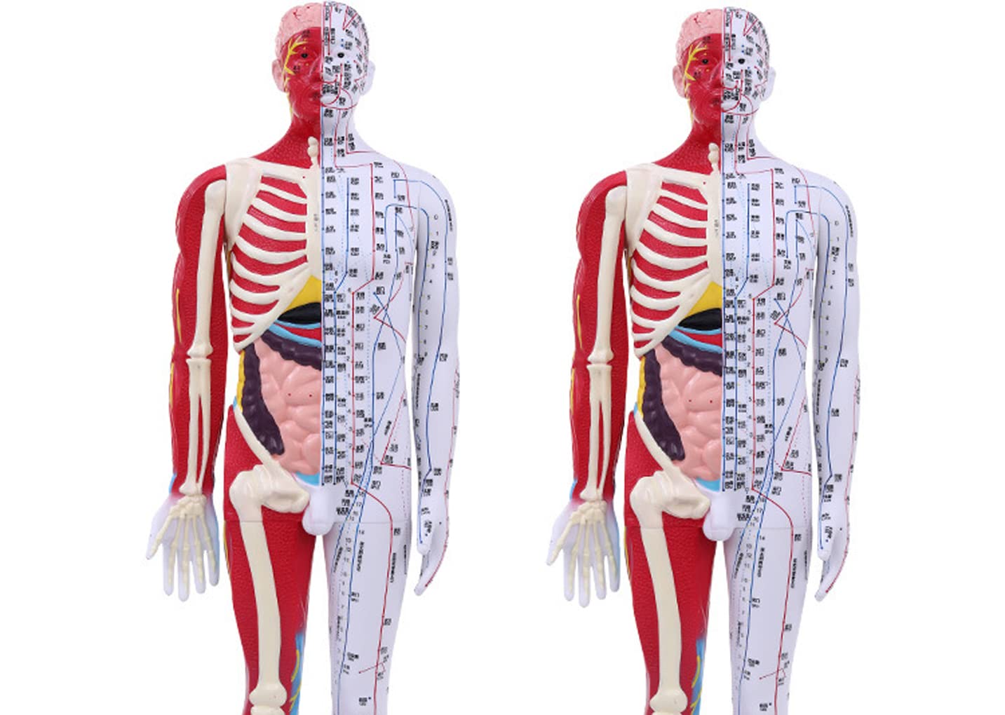 Manekin 85 cm medyczny model akupunktury anatomiczny model męski z precyzyjnym literą i uchwytem w kształcie punktu południka oraz instrukcją w języku angielskim Meridian Point Medical do treningu