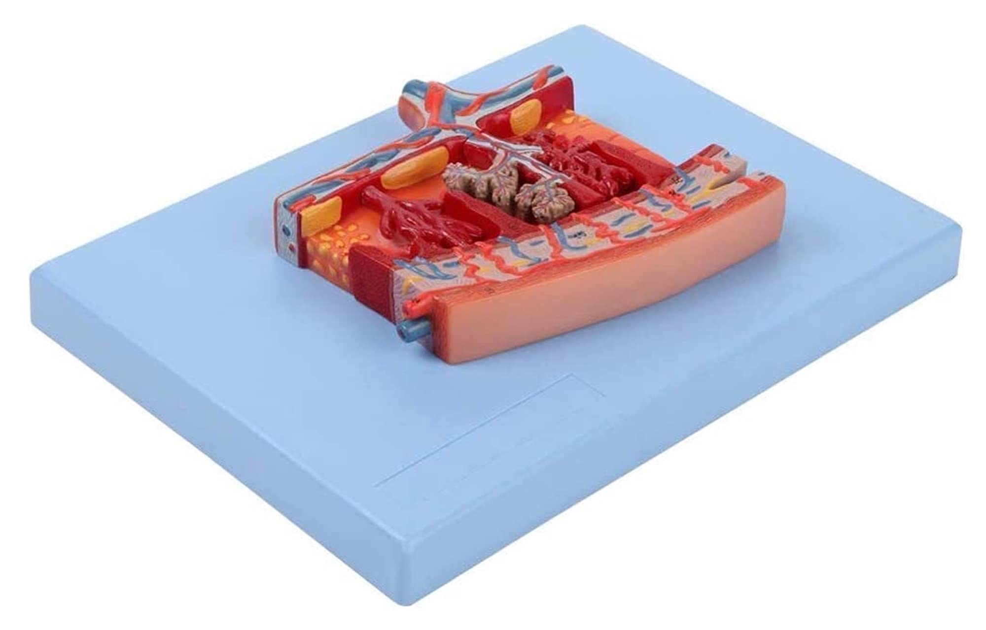 Buy Body Model Anatomical Model Assembly Model Human Anatomy Model d