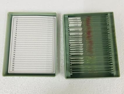 AI-Plant Tissue Prepared Slide with Slide Box/Set of 25 for Microscope Slide/Biology Lab Equipment/used for Laboratory Microscope/used for Pathology lab/Scientific and Laboratory Product