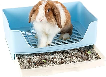 rabbit digging litter box