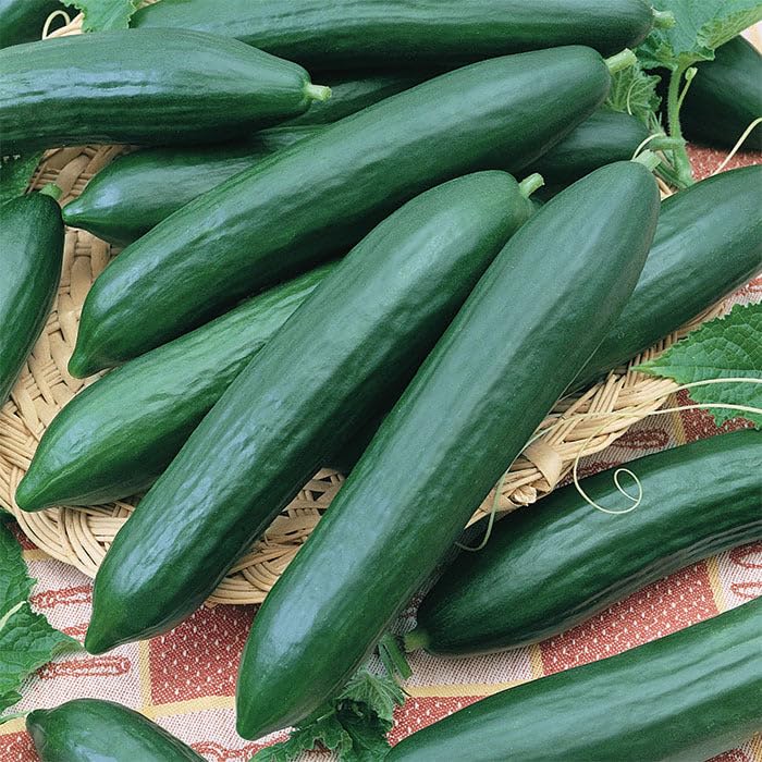 未使用 Magic Cucumbers - Magic Crush 未使用 Magic Cucumbers - Magic Crush Amazon.com : Japanese