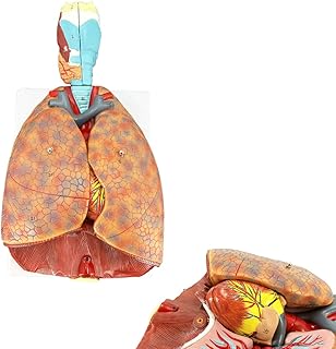 Human Lung Model, Respiratory System Model with 51 Parts Indication Signs, 7 Removable Parts Life Size Lung Model, Lung Anatomical Model, Includes Heart and Throat & Base and Chart