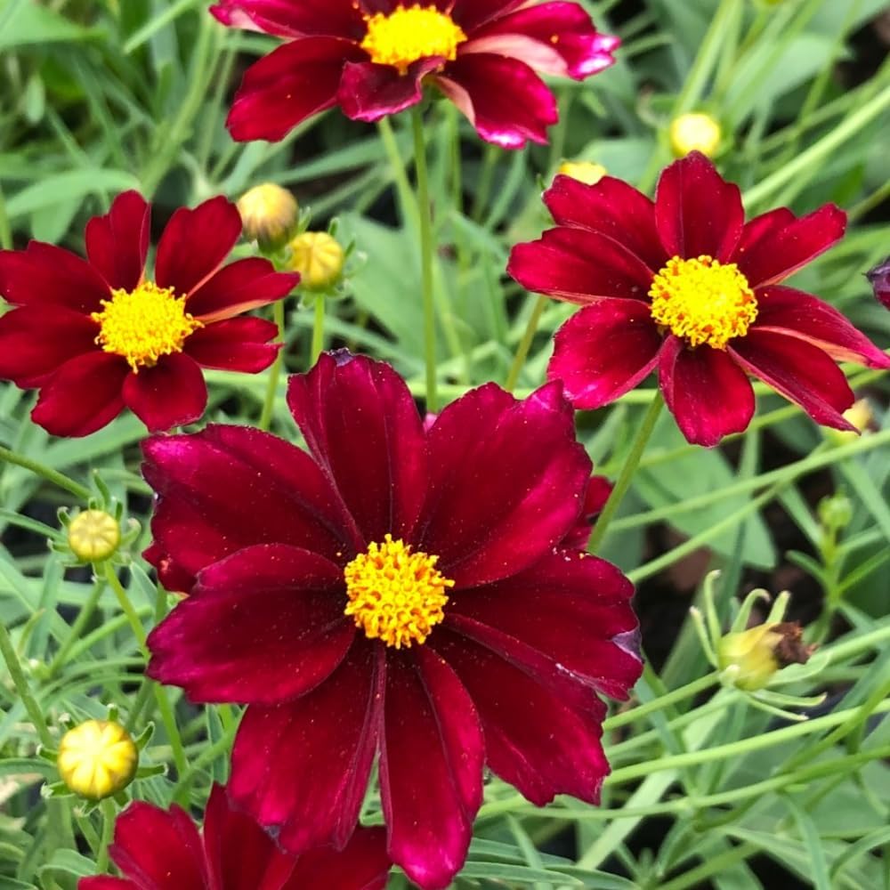 3 Mix Coreopsis Live Plants, Tickseed Perennial Flowers, 3-5" Well Rooted Plugs for Outdoor Planting