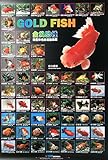 AZOO AZ90176 Gold Fish Décor Poster