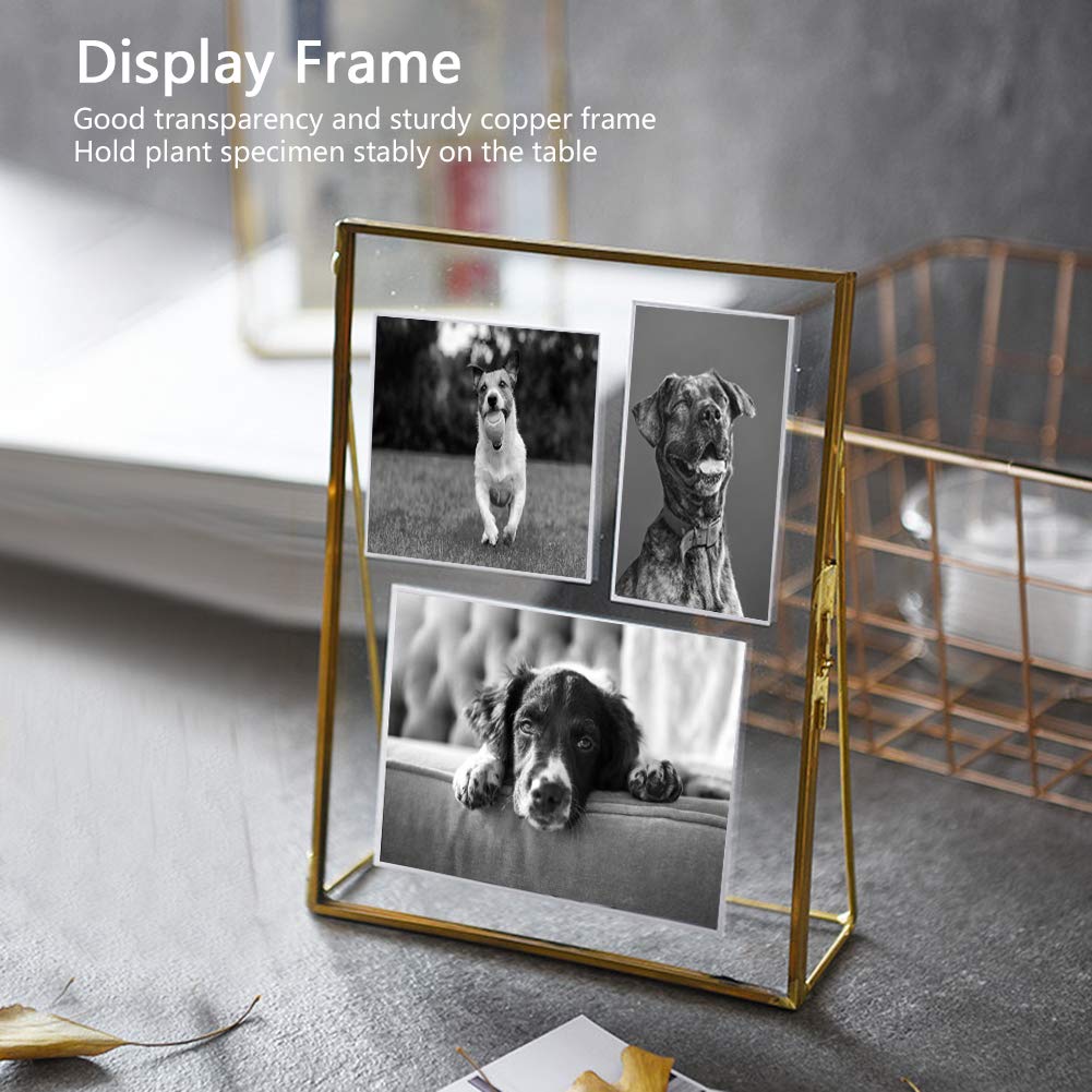 QANYEGN Specimen Holder Display Frame with Bracket, ld Standing Pl Display Frame, Simple Geometric Glass Frames
